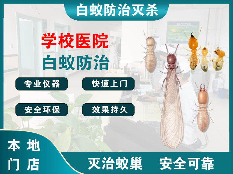东台学校医院白蚁防治