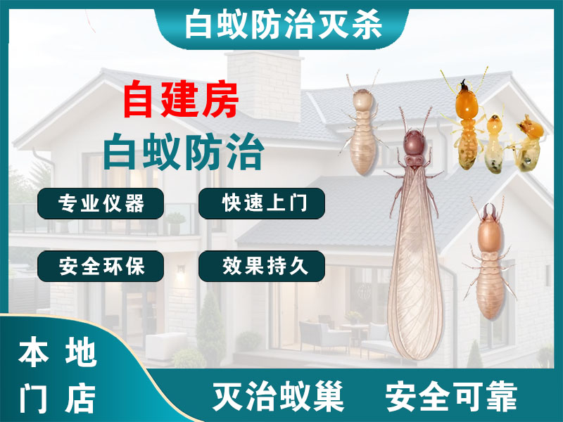东台自建房白蚁防治